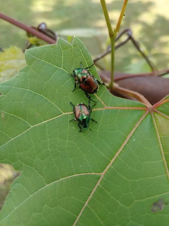 S&S Pest Control