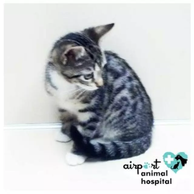 Airport Animal Hospital