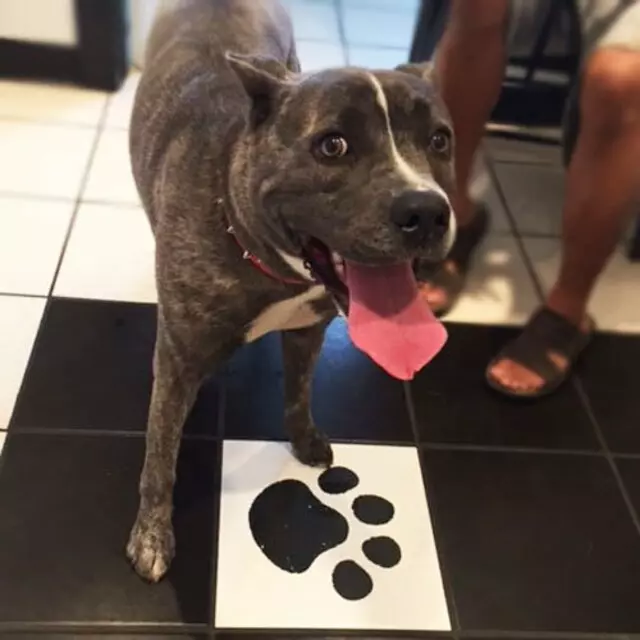 Airport Animal Hospital