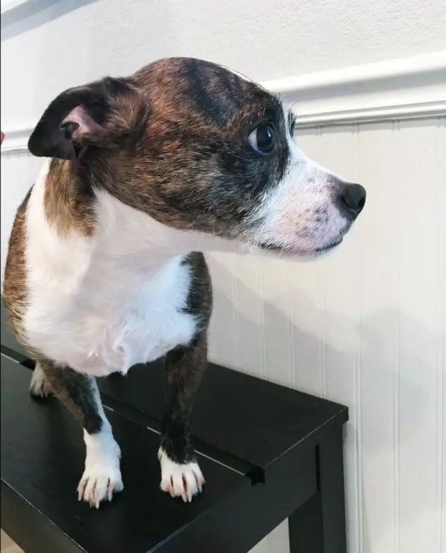 Airport Animal Hospital