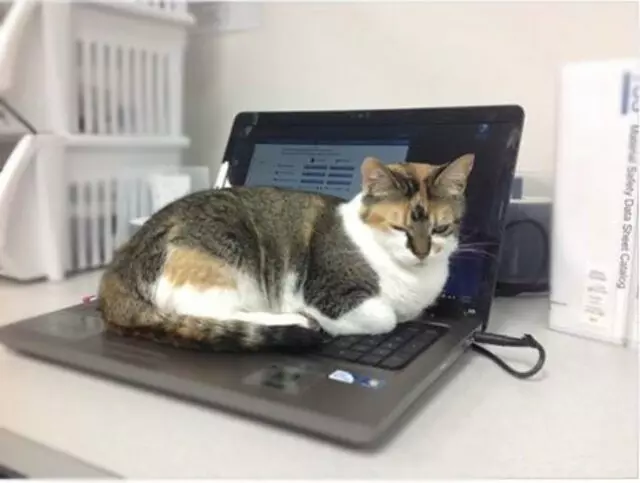 Airport Animal Hospital