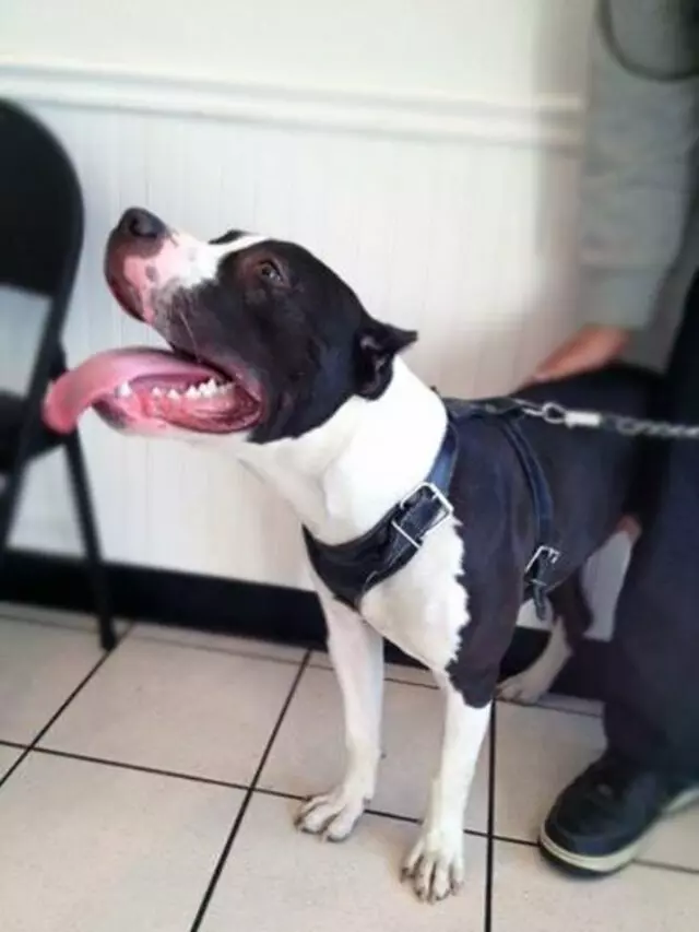 Airport Animal Hospital